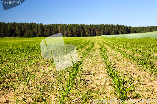 Image of Corn field