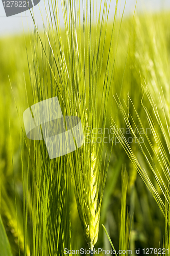 Image of Green cereals