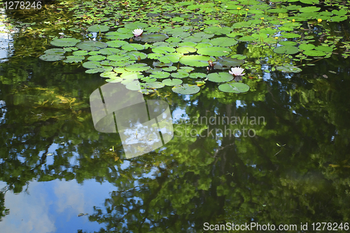 Image of Pond with water lillies