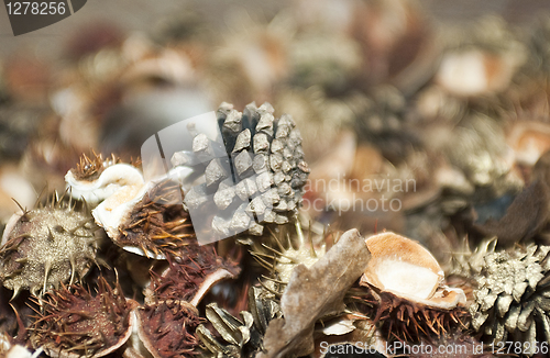 Image of Autumn decoration