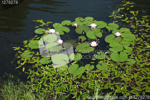 Image of Water lillies