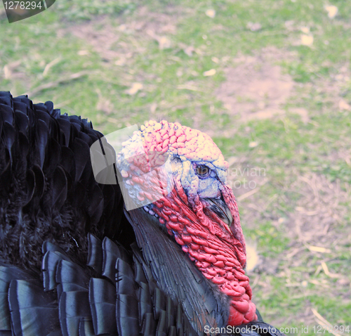 Image of turkey close up