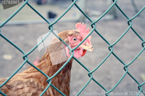 Image of caged chicken 