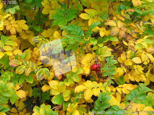 Image of Autumn leaves I