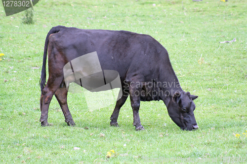 Image of dark brown cow 