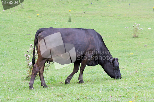 Image of cow in a field