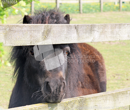 Image of brown pony