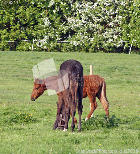 Image of horses in a field