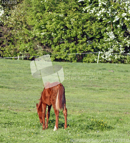 Image of young horse