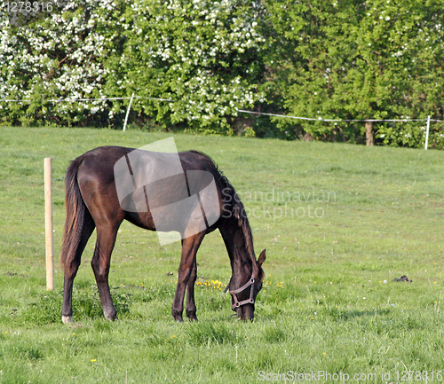 Image of horse in a field