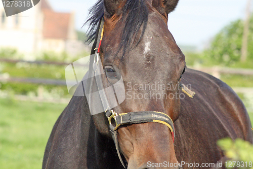 Image of close up horses head