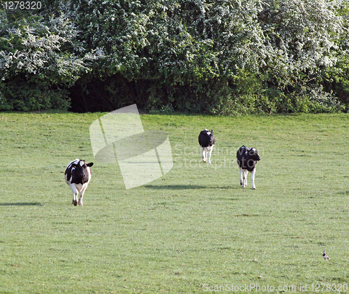 Image of cows running