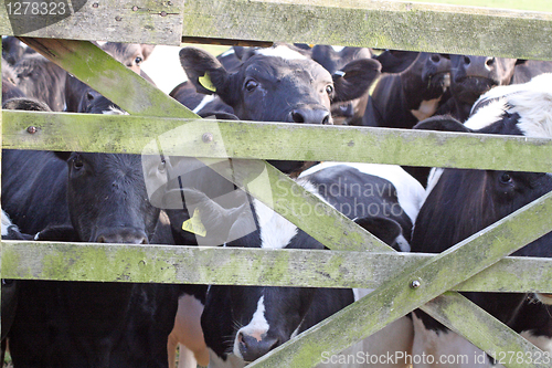 Image of cows in a field