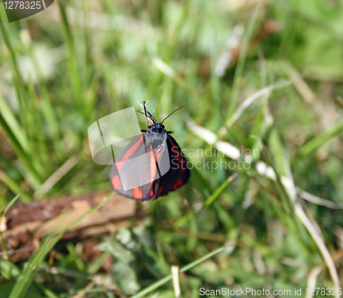 Image of red and black butterfly