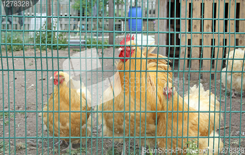 Image of yellow chickens