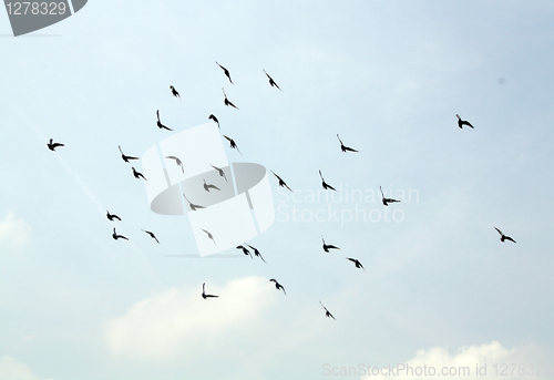 Image of birds in flight 