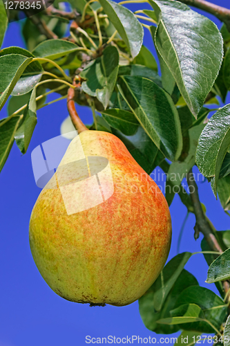 Image of Ripe pear hanging on a branch