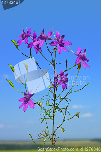 Image of Beautiful violet flowers