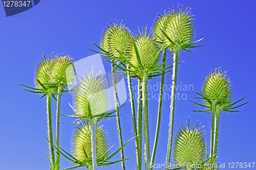 Image of Teasel inflorescences