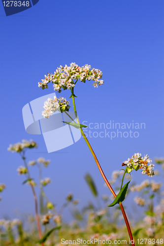 Image of Buckwheat inflorescence