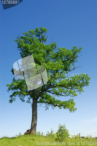 Image of Lonely Oak Tree