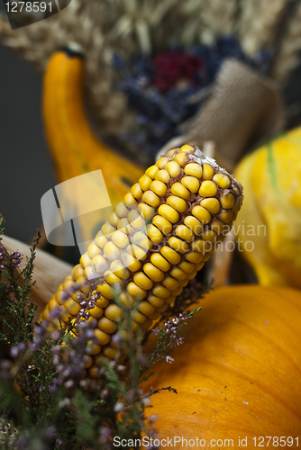 Image of Autumn vegetables