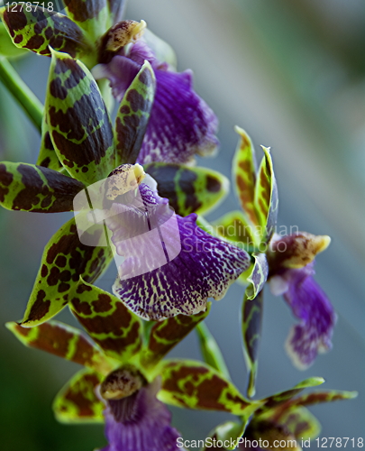 Image of Zygopetalum