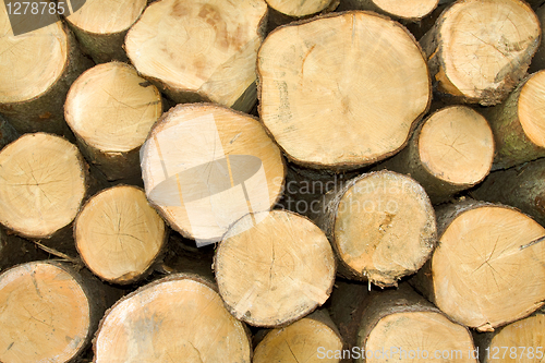 Image of cut trees