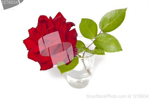 Image of Rose