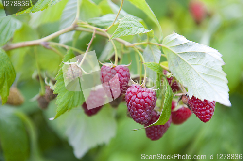 Image of Sweet raspberries