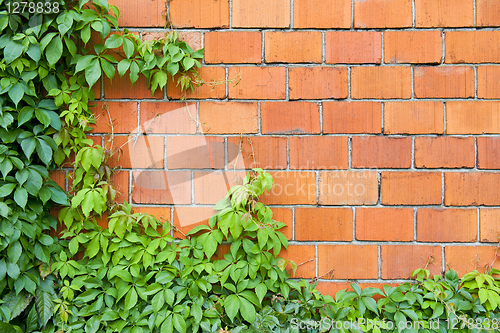 Image of Brick wall and ivy