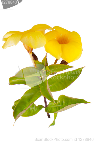 Image of Yellow flowering Mandevilla