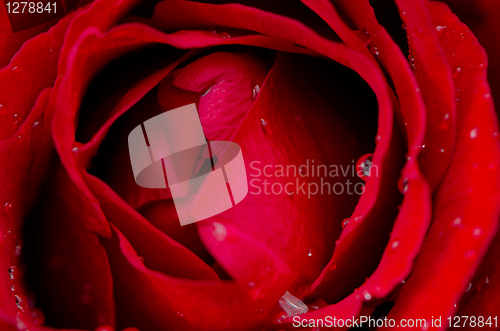 Image of Red rose flower