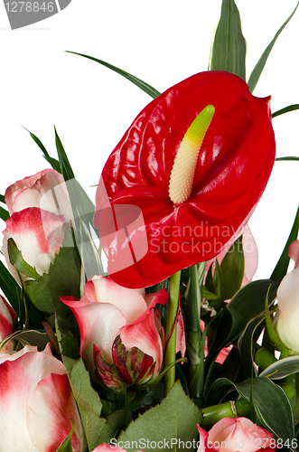 Image of Beautiful red anturio flowers