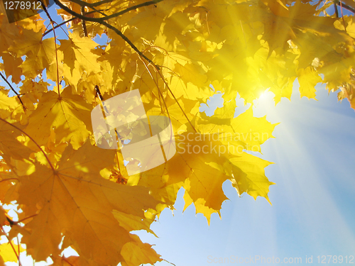 Image of autumn leaves of maple 