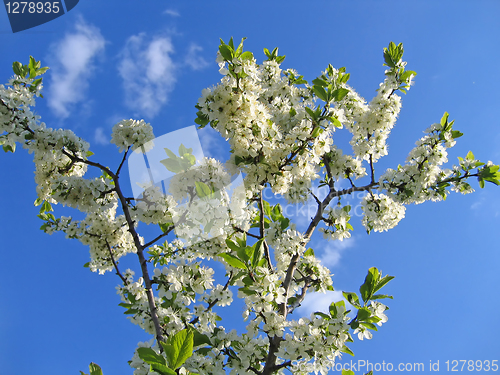 Image of branch of blossoming tree