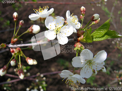 Image of blossoming tree