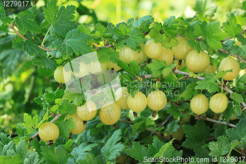 Image of Gooseberry