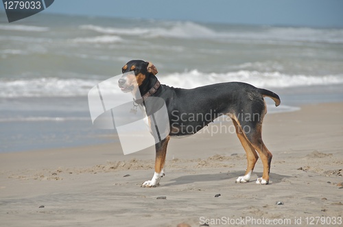 Image of dog at the beach