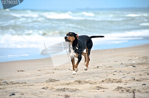 Image of dog at the beach