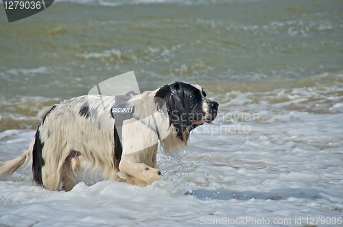 Image of dog at the beach