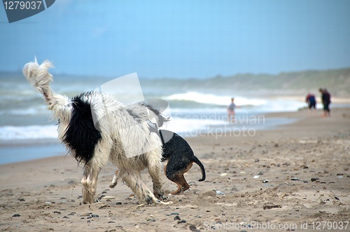 Image of dog at the beach