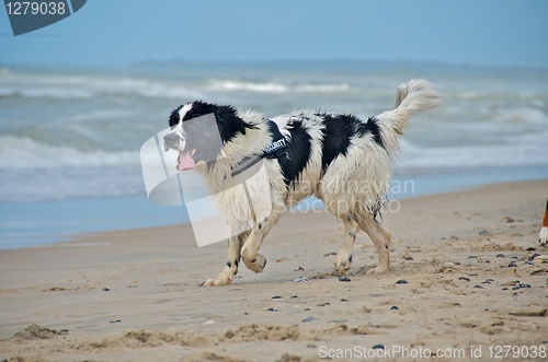 Image of dog at the beach