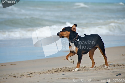 Image of dog at the beach