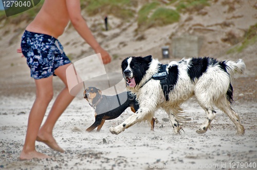 Image of with dog at the beach