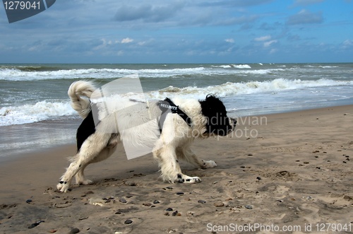 Image of dog at the beach