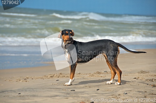 Image of dog at the beach