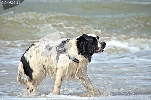 Image of dog at the beach