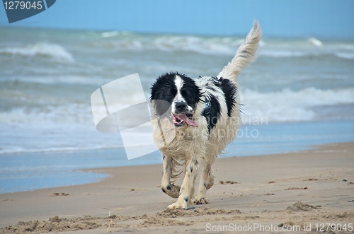 Image of dog at the beach