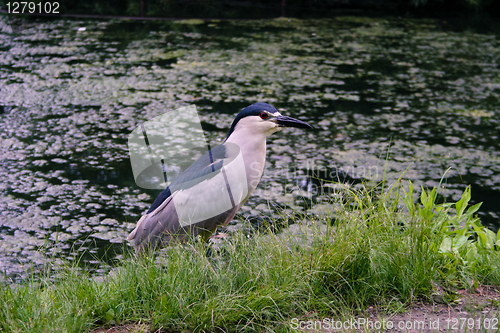 Image of Black-crowned night-heron